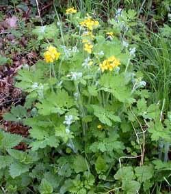 Faci otrava chiar din Rostopasca - Rostopasca (Chelidonium majus - Retete simple de otrava preparata acasa.