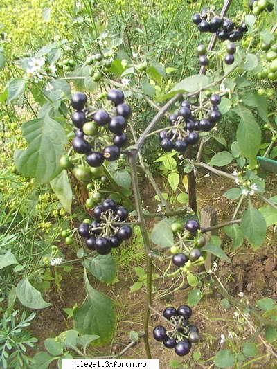 Moartea porcilor sau asa numita umbra noptii - Zirna (Solanum nigru - Retete simple de otrava preparata acasa.