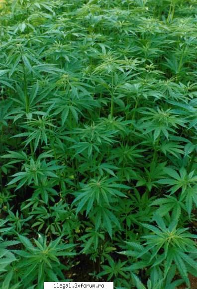 Reteta cum sa prepari singur canabis (cannabis) acasa - Canabisul se gase - Retete de droguri preparate acasa.
