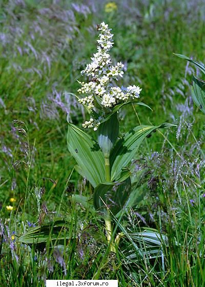 Strigoae - Steregoaia (Veratrum album L.) ���������� Numita - Retete simple de otrava preparata acasa.
