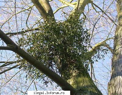 Viscul Otravitor - Viscul (Viscum album L.) �������� Este o specie - Retete simple de otrava preparata acasa.
